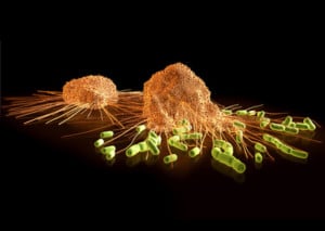 Streptococci fleeing from voracious macrophages that these seek to enclose, to include in itself (phagocytosis). Autoimmune diseases